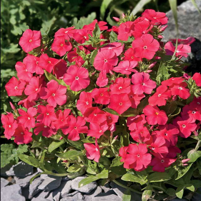 Benih Bibit Biji - Bunga Phlox Pomegranate Beauty Flower Seeds - IMPORT