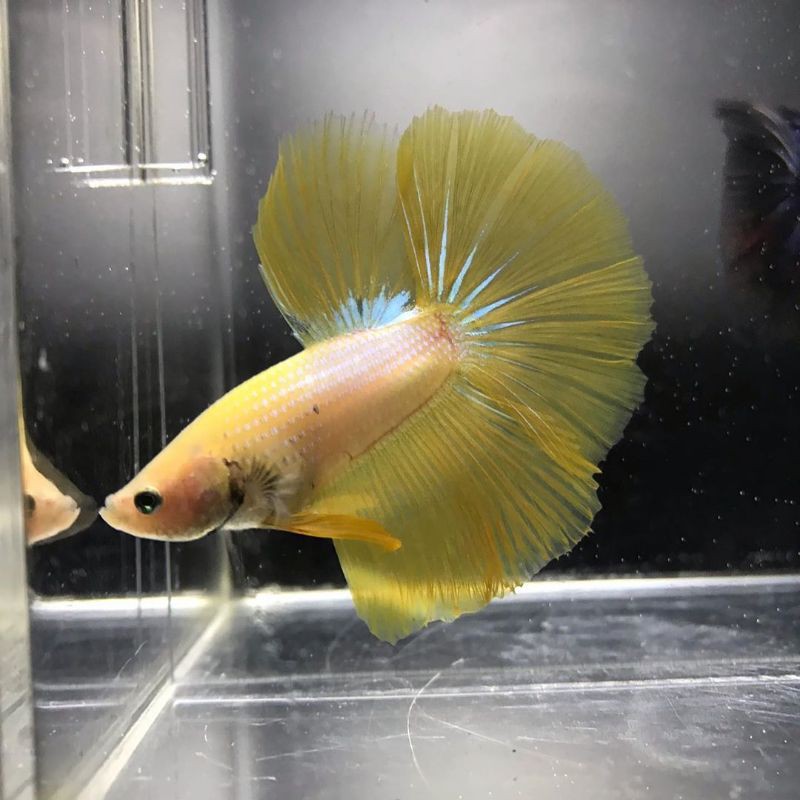 Ikan Cupang Halfmoon Yellow