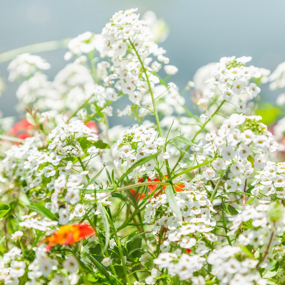 PlantaSeed - 40 Seeds - Alyssum Carpet of Snow Biji Bunga - PAS0194