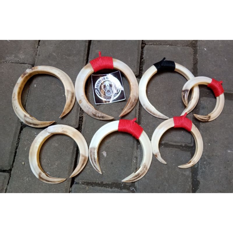 KALUNG TARING BABI ASLI SEPASANG