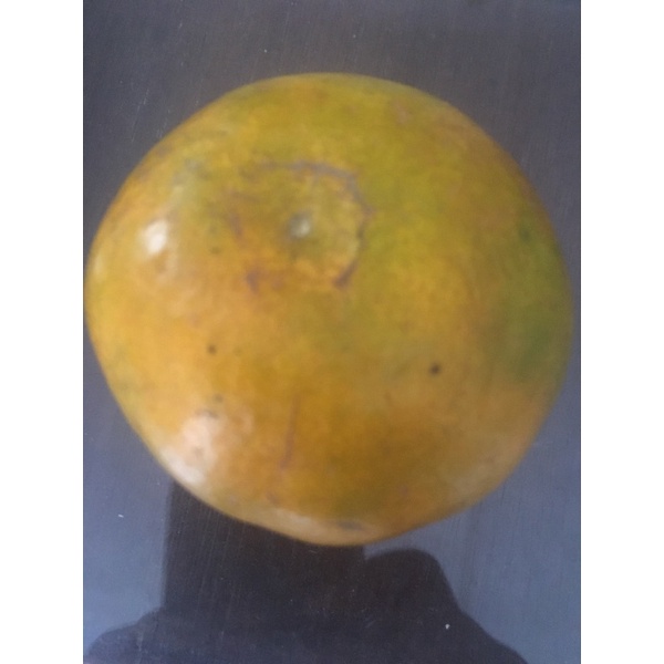 

Jeruk Madu Kerinci murah