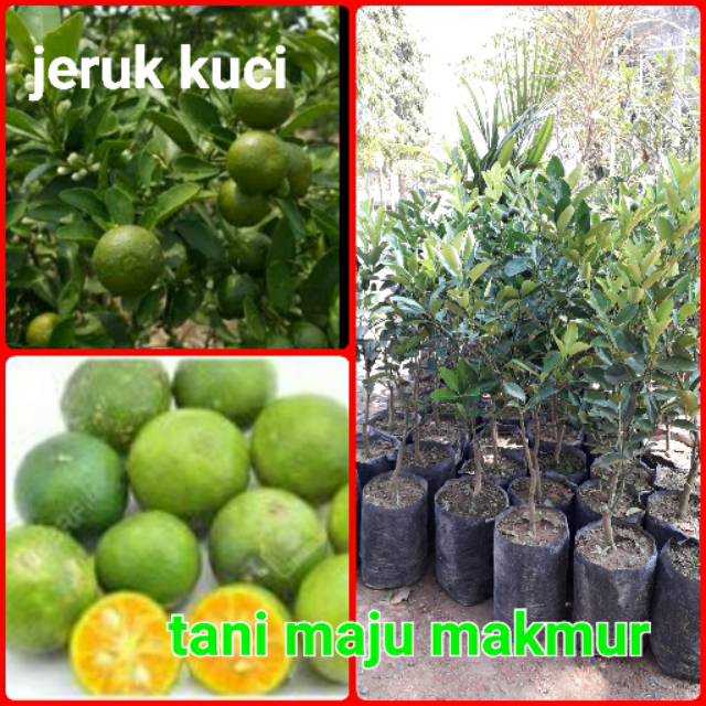 Benih bibit jeruk kunci