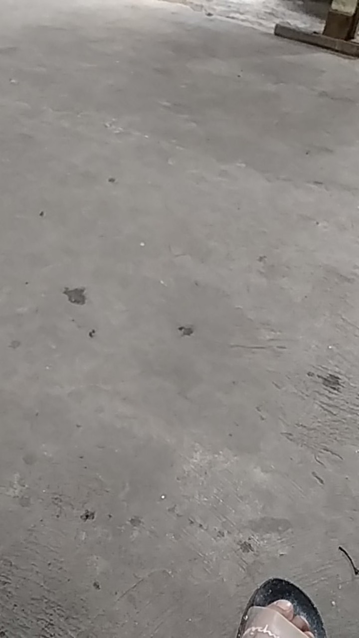 Bswart Batik Hrb026 Kenongo Padi Pekalongan M L Xl Batik Pria Murah Modern Grosir