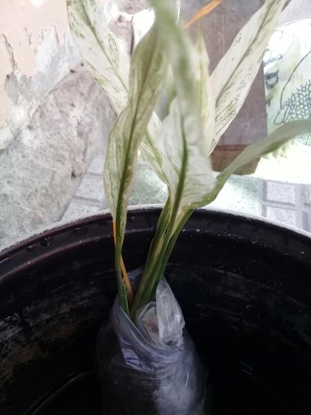 Peace Lily Sepatu Filum Sepatu Pilum Varigata Murah