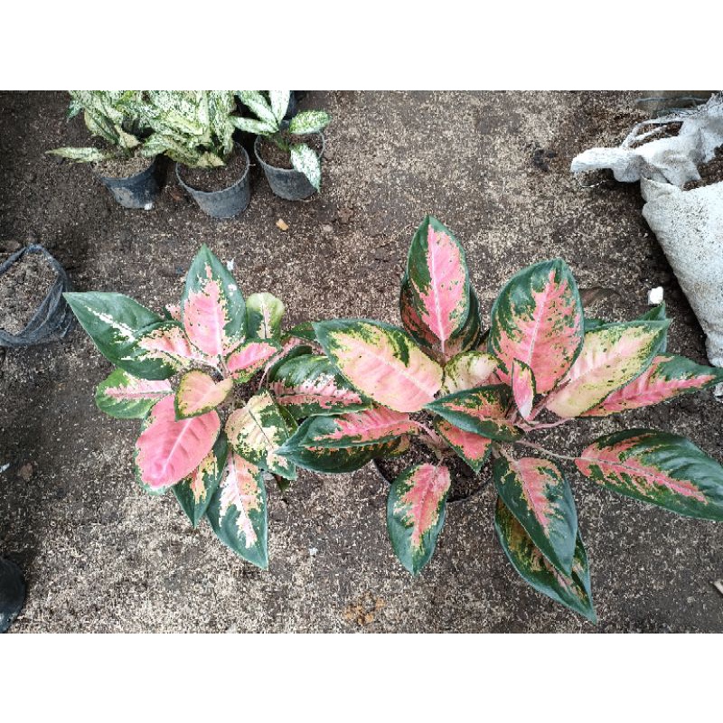 kochin paramuay rumpun