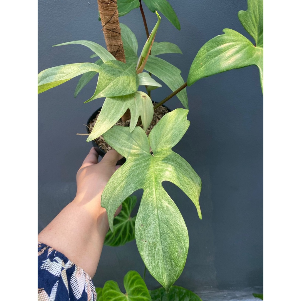 TANAMAN HIAS PHILODENDRON FLORIDA GHOST MINT TANAMAN FLORIDA GHOST MIN BERKUALITAS BUNGA TERAWAT