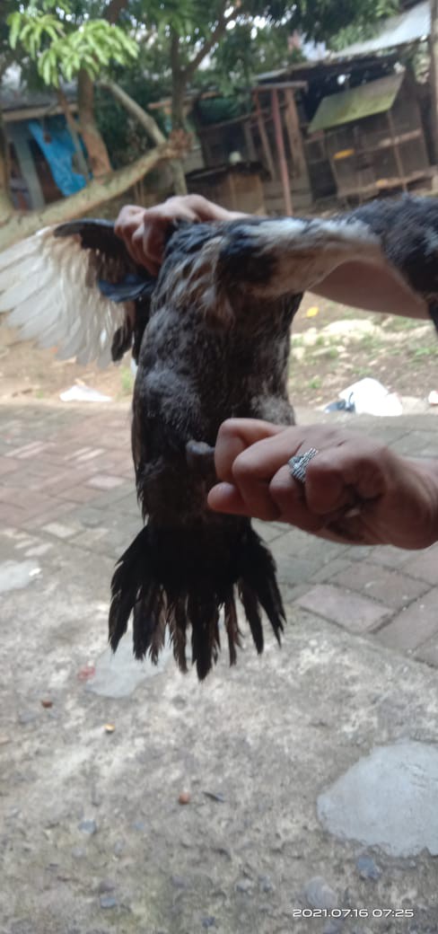 (bisa Pilih Motif ) Kemeja Surfing | Hem Surfing | Kemeja Surving