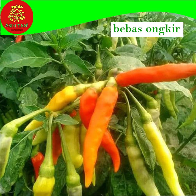 Benih Bibit Cabe Cabai Rawit SHYPOON GEN24F1 Tahan Virus 10 Gram