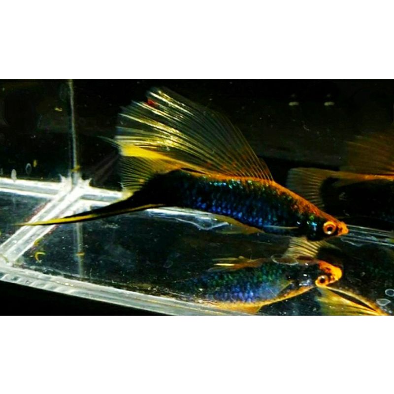 Platy Pedang Ikan Hias Air Tawar Platy Hamburg Akuarium Aquascape Murah
