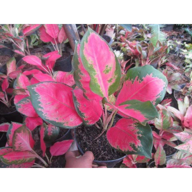 Tanaman Aglonema/aglaonema kochin hybrid