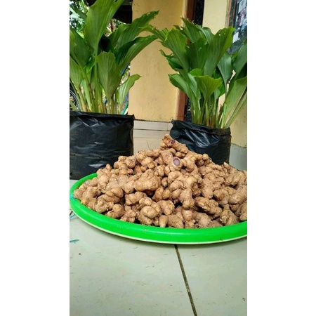 kunyit hitam asli 1kg