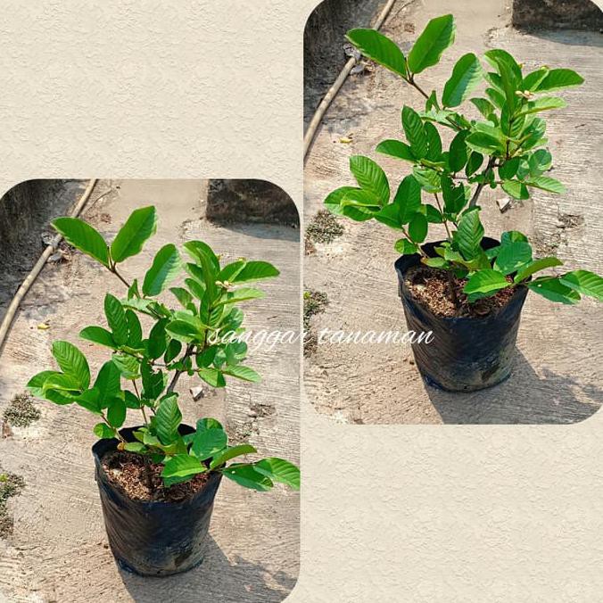 Benih Bibit Buah Bibit Buah Jambu Kristal/ Tanaman Buah Jambu Kristal Kw+