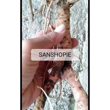 

Akar putri malu segar 250 gram