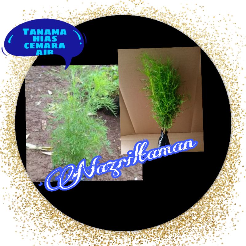 Tanaman hias cemara air / Pohon cemara air