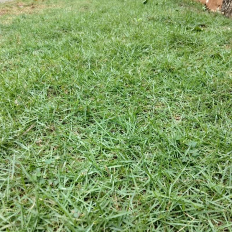 rumput jepang 1 meter persegi