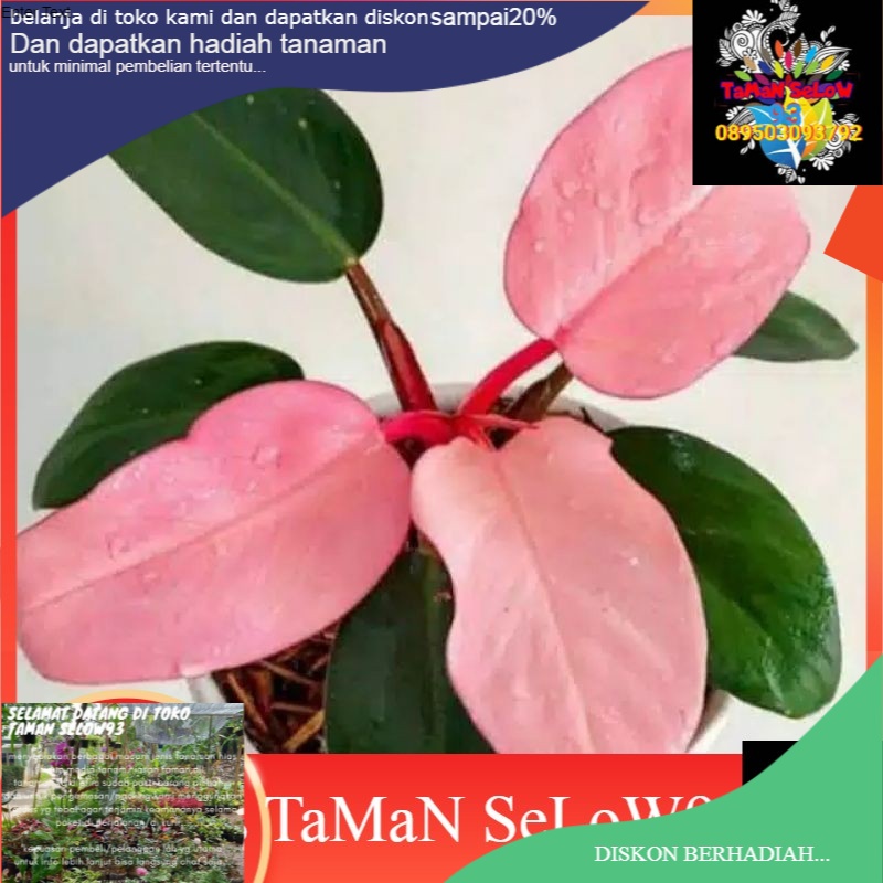 pohon pink kongo-tanaman hias philo pink kongo