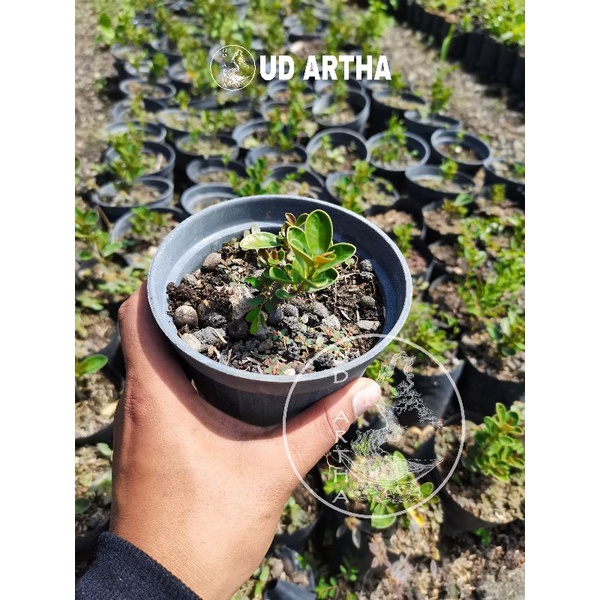 Bibit Dolar Mangkok Pupus Merah