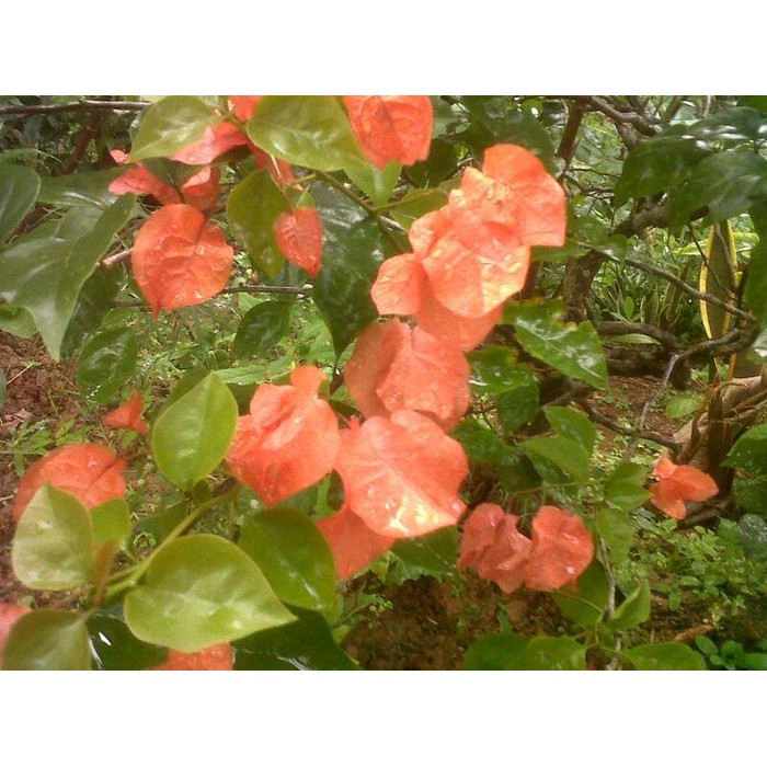 restukuonline Stek Bunga Kertas/Bougenville