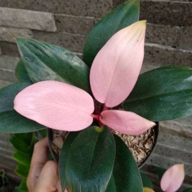 Tanaman Hias Phillodendron Pink Kongo - Phillo Pink Kongo