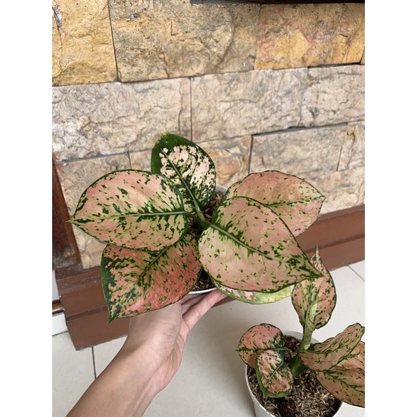 aglonema komkom orange tanaman