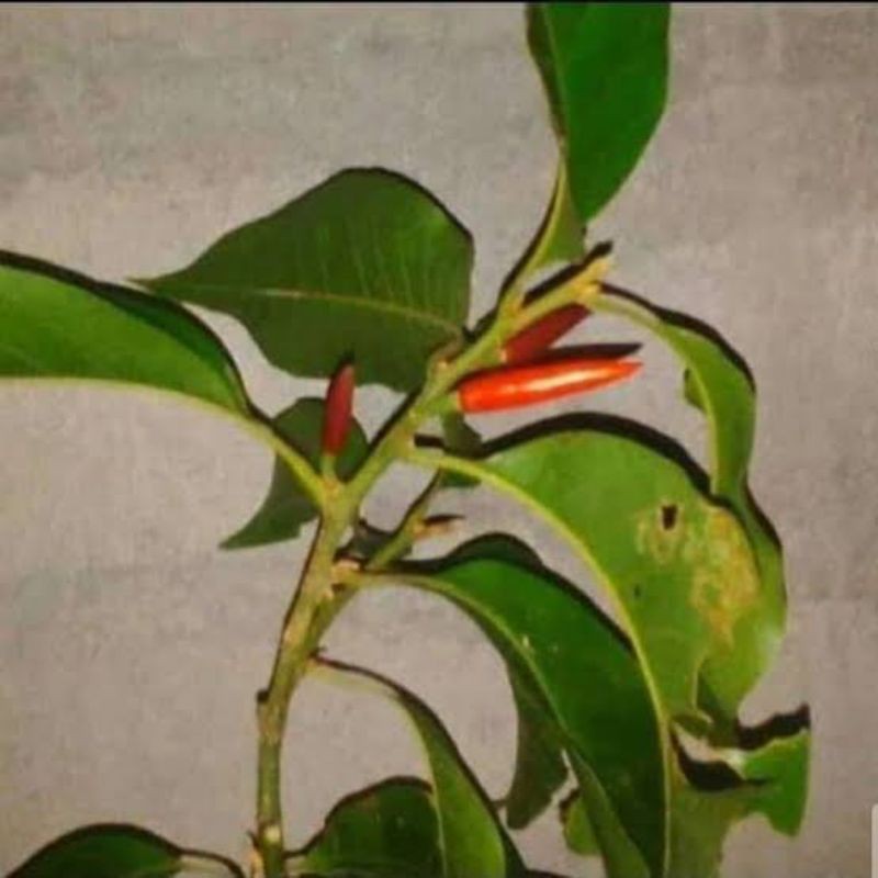 bibit bunga kantil merah hasil okulasi