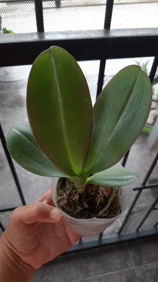 Anggrek Bulan Taiwan Remaja Paket 5pcs