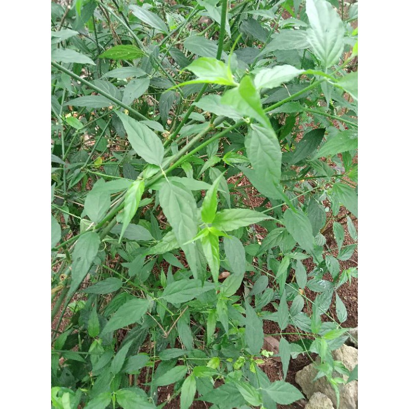 

Daun samiloto 100 lembar 50 gr