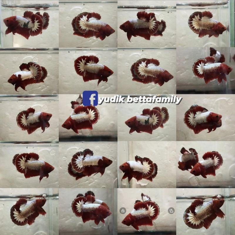 FCCP RED HEAD ~ LINE VIETNAM