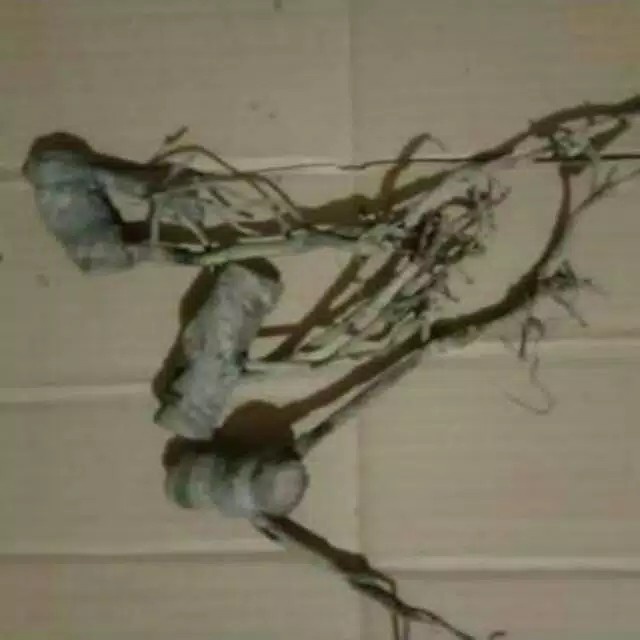 (NEW) bongol monstera varigata original 100