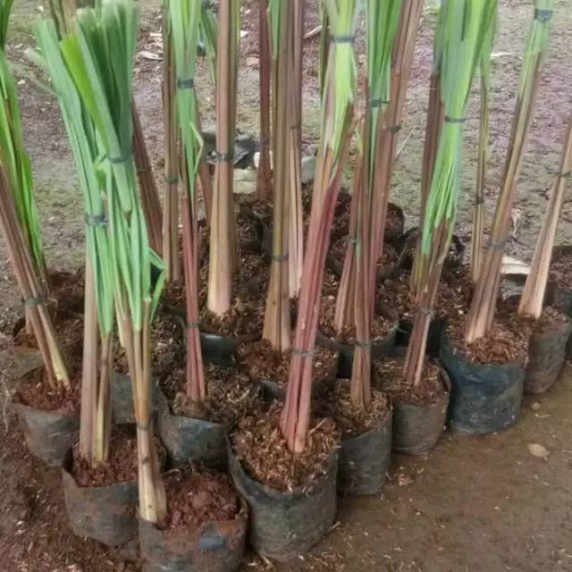 Serai merah sereh merah sereh merah tanaman herbal sereh merah minyak sereh