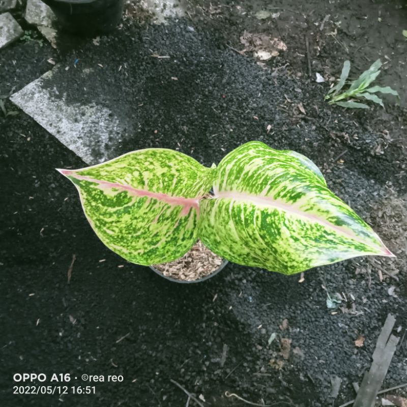 baby aglonema big papa