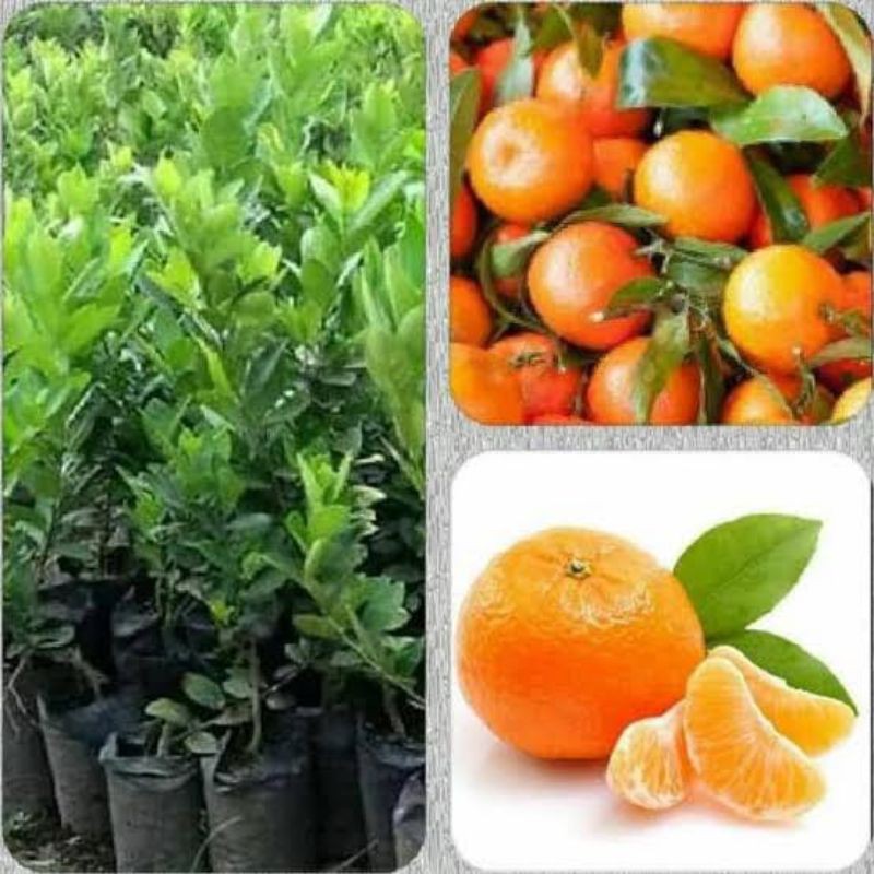 

Jeruk Mandarin