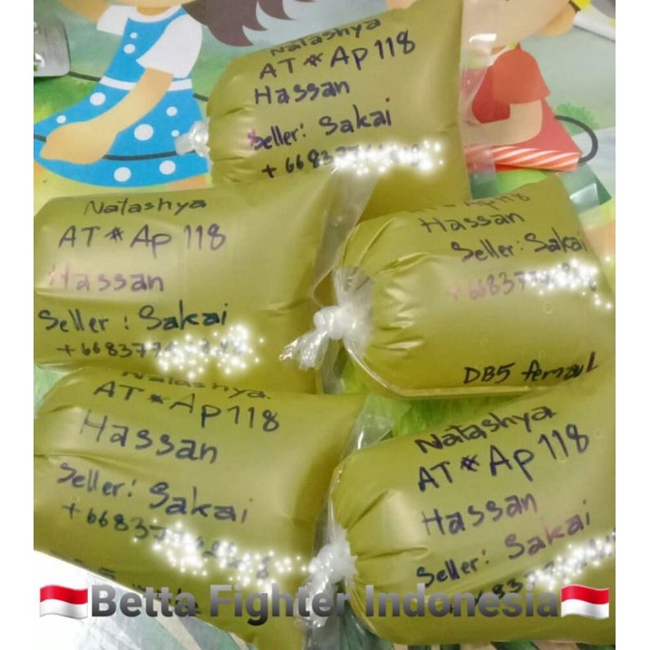 Ikan Cupang Aduan Sakai Fighter Female Ori Import Thailand Serie DB5