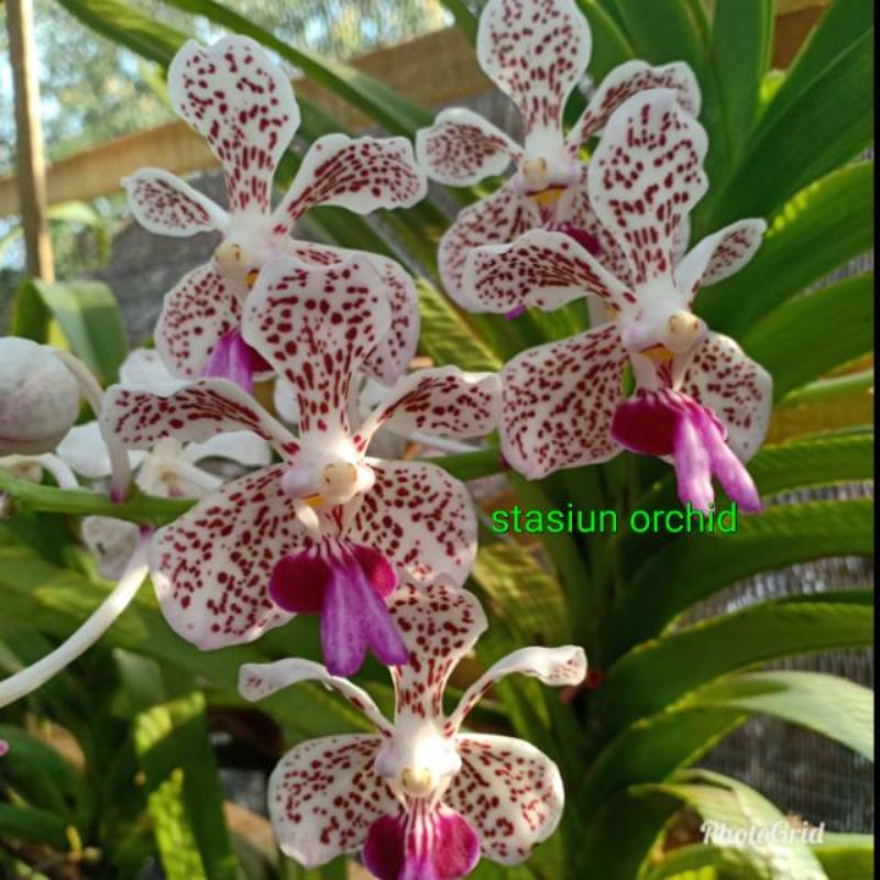 Anggrek VANDA TRICOLOUR tricolor dewasa
