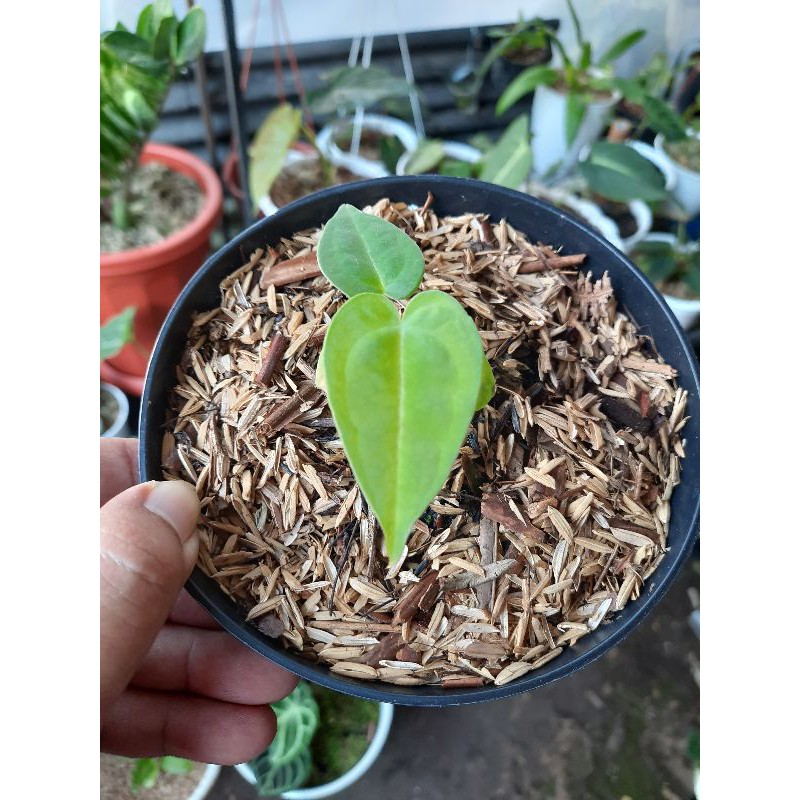 Silangan Anthurium Warocqueanum X Ace Of Spades | Hybrid