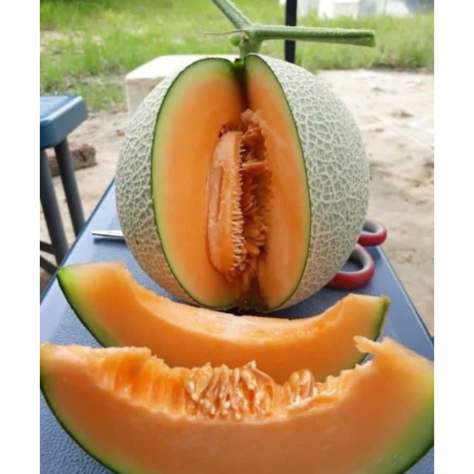 

BUAH MELON ORANGE SUPER 1 BUAH