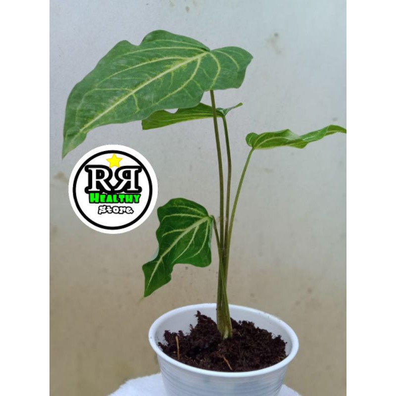 keladi hias balon keladi balon - keladi melon tanaman hias hijau