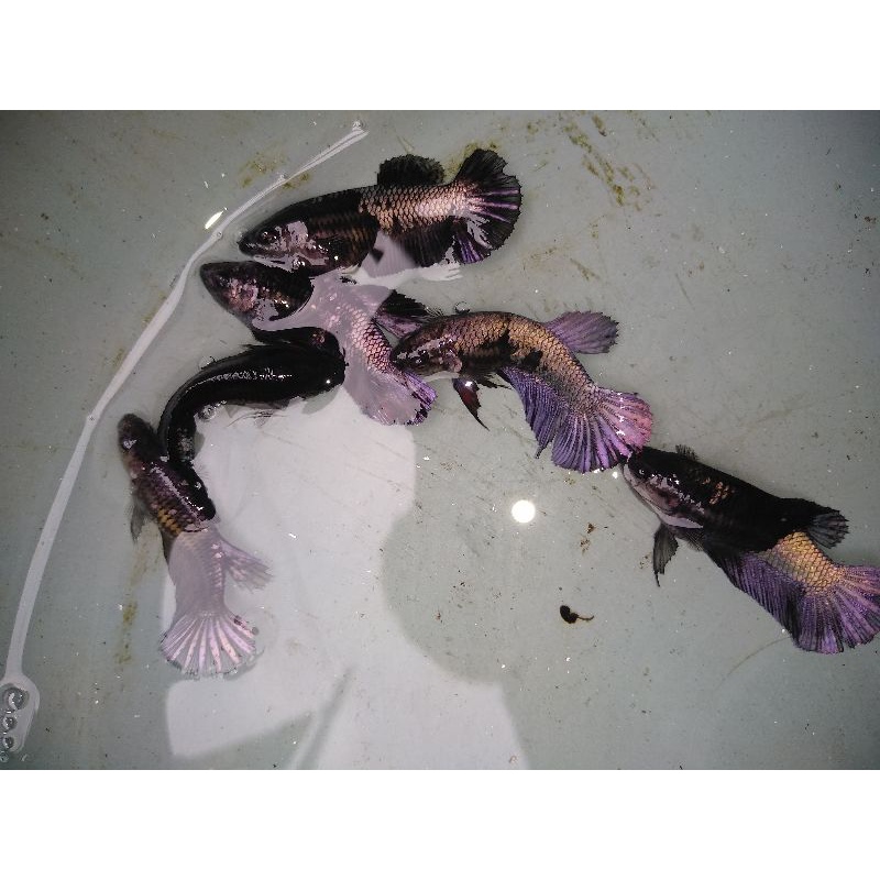 Avatar copper /cooper Gold Grade Ori thailand (proses mutasi & Real pict)