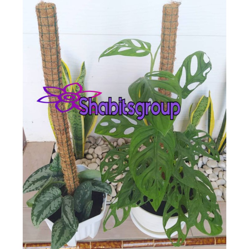 Turus penyangga tanaman panjang 30cm