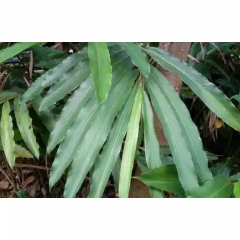 

jual daun walang rempah 500g