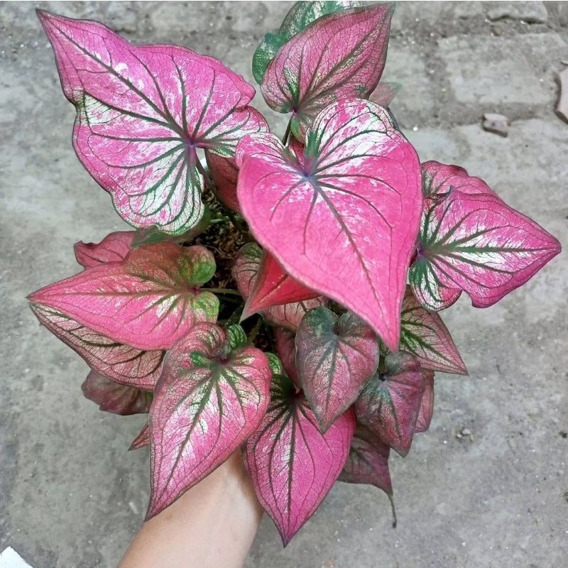 TANAMAN HIAS CALADIUM THAI SERIES - CALADIUM INFINITY BIBIT - KELADI INFINITY