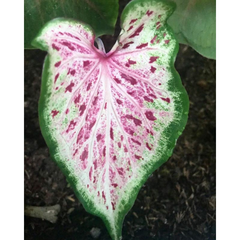 Caladium/Keladi Pink Ratana