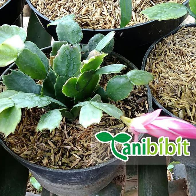 TANAMAN HIAS WIJAYA KUSUMA KEPITING MERAH - BIBIT POHON BUNGA GANTUNG ASLI