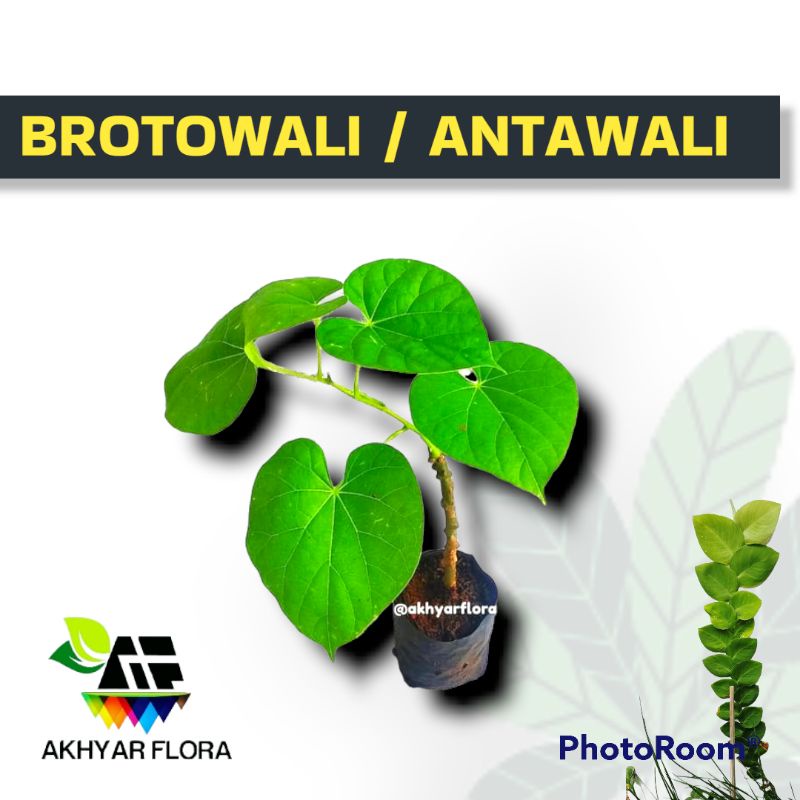 Brotowali Antawali Bibit Brotowali Tanaman Brotowali
