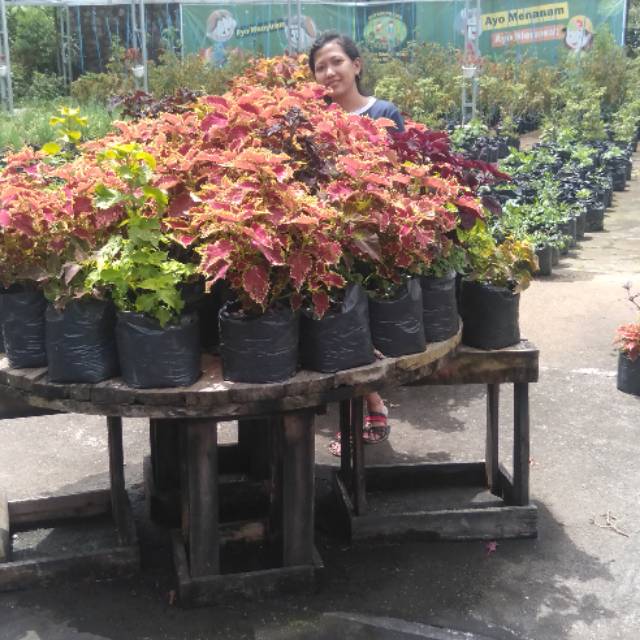 dominiquedewikuswati