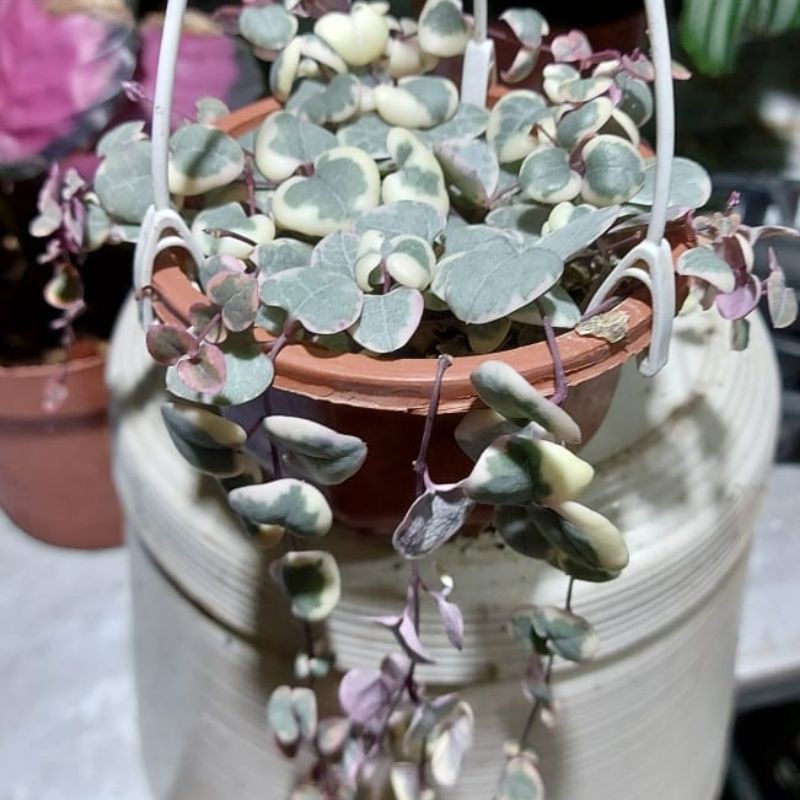 string of heart variegata