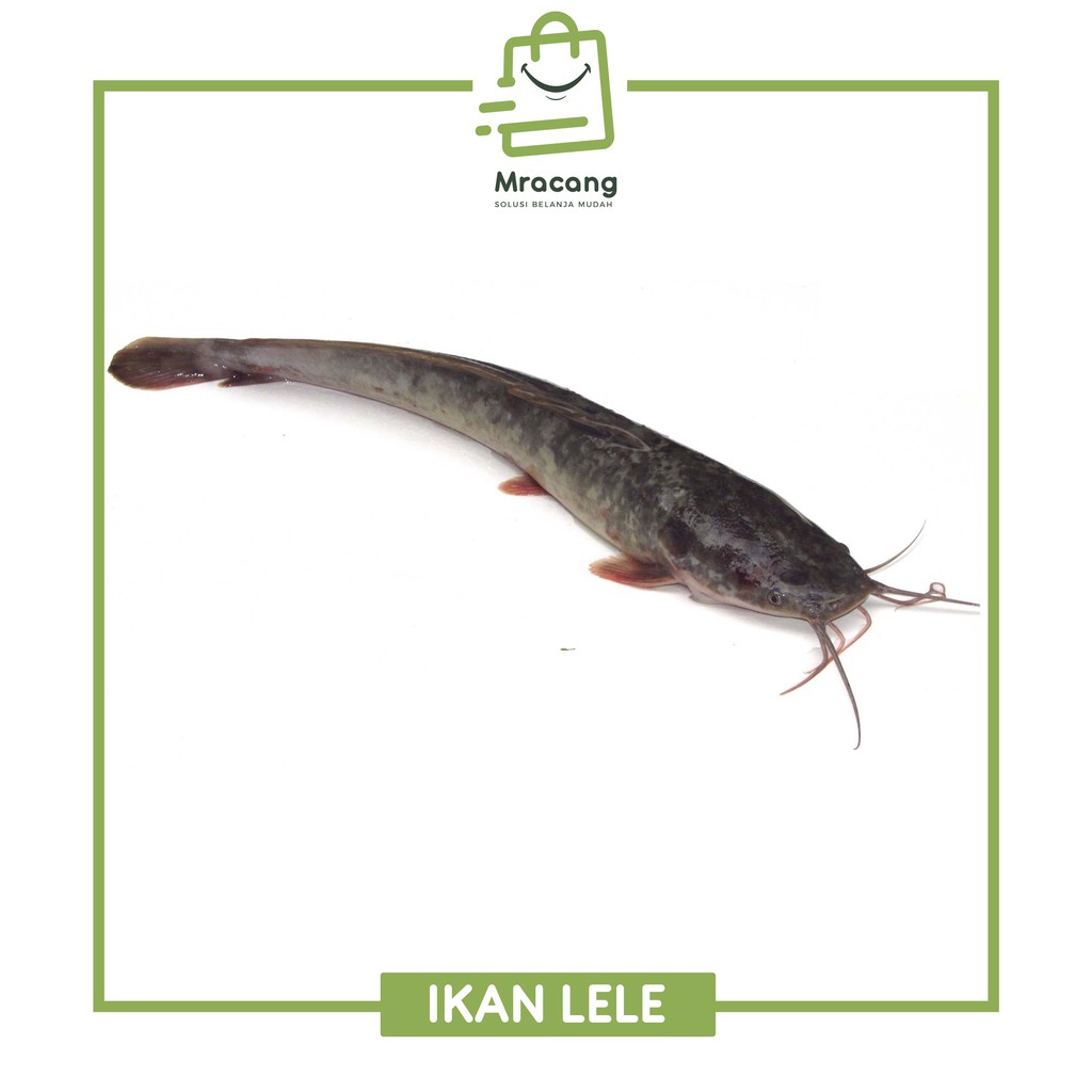 

IKAN LELE / BERAT 1KG