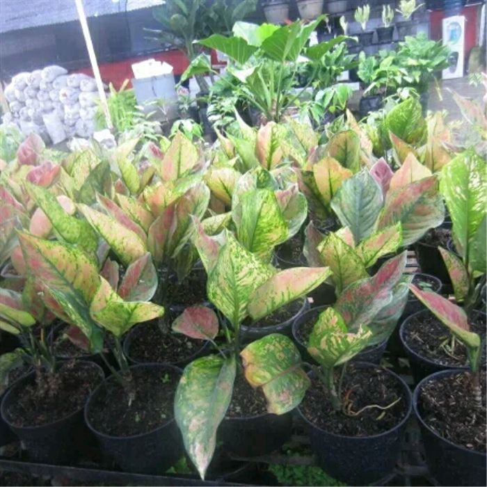 tanaman hias aglonema hengheng aglaonema hengheng
