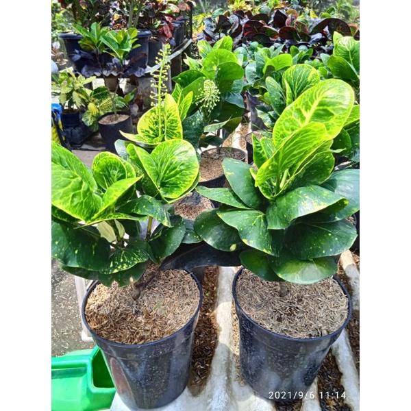 tanaman hias bunga puring koleksi hobi bunga puring apel sritanjung