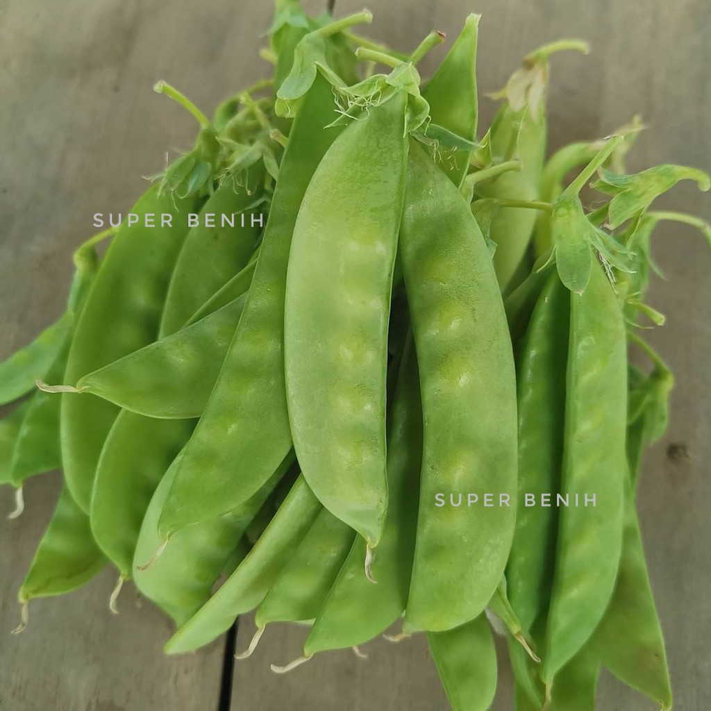 5 Biji - Benih KAPRI PIPIH Taichung No.11 F1 (ercis /snow pea)